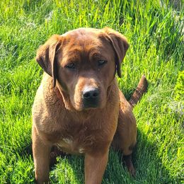 Kora - Labrador Retriever