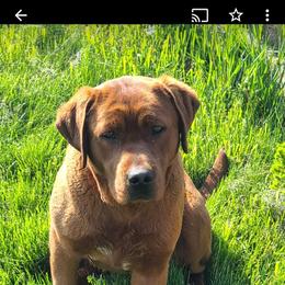 Kora - Labrador Retriever