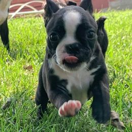 Boston Terriers from Burr Oak Bostons