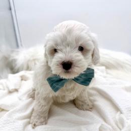 Patrick - Cream male Goldendoodle puppy in Lindon, Utah from Ruby’s Minidoodles LLC