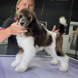 Provolone - Sable female Poodle puppy in Parker, Colorado from Pawsh K9’s
