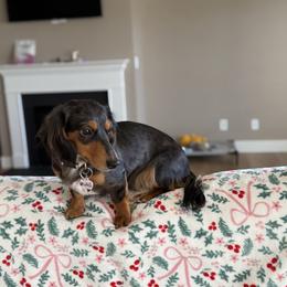 Minnie - Dapple female Dachshund puppy in Morristown, Tennessee from Hillside Hounds