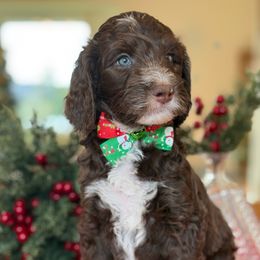 Gerorge - Brown male Bernedoodle puppy in Yuciapa, California from AlltheDoodlez_