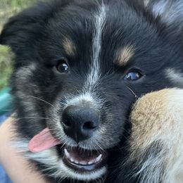 Navy - Black Australian Shepherd puppy in Guthrie, Oklahoma from Robertson’s Aussies