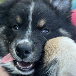 Navy - Black Australian Shepherd puppy in Guthrie, Oklahoma from Robertson’s Aussies