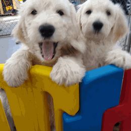 Goldendoodle Puppies from SUPERDog Doodles