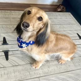 Clarice - Dachshund