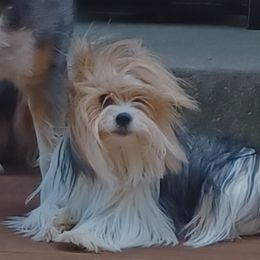 Zoey - Yorkshire Terrier