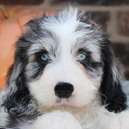 Aussiedoodles, Cavalier King Charles Spaniels, and Miniature Australian Shepherds from Triple Cross Doodles