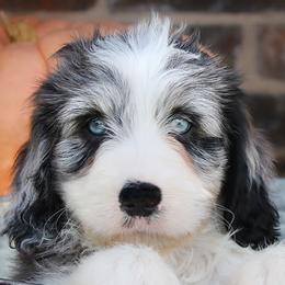 Aussiedoodles, Cavalier King Charles Spaniels, and Miniature Australian Shepherds from Triple Cross Doodles