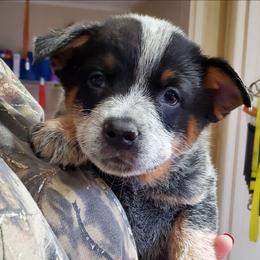 Full mask - Blue speckled male Australian Cattle Dog puppy in Lenoir, North Carolina from Blue Coyote Ranch