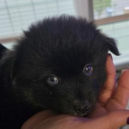 Jameson - Black male Pomsky puppy in Spokane, Washington from CJ White's Poms and Pomskies