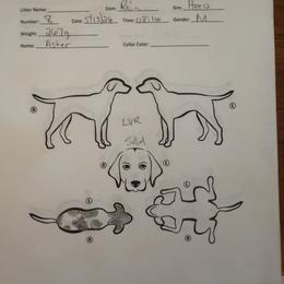 Aster - Liver roan male German Shorthaired Pointer puppy in San Antonio, Texas from Alvarado Farm Kennels, LLC