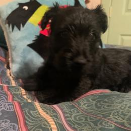 Scottish Terrier All Grown Up from Judyz Scotties