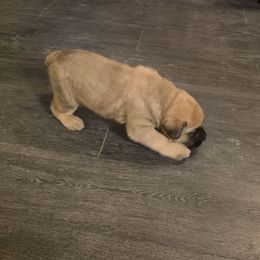 Pluto - Fawn male Cane Corso puppy in Vernal, Utah from Diamond Ridge Cane Corsos