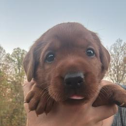 Girl 1 - Yellow female Labrador Retriever puppy in Wardensville, West Virginia from Sager’s Labrador Puppies