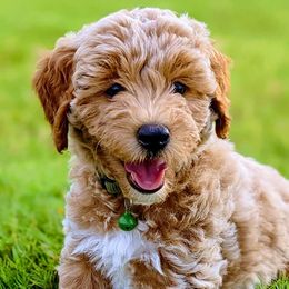 Double Doodles and Goldendoodles from Big Red Paw Doodles