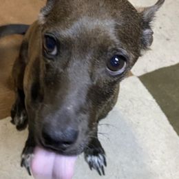Chihuahuas from AZ Chihuahuas