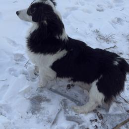 East - American Corgi