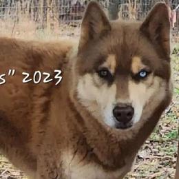 Chaos - Siberian Husky