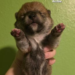 Archie (Boy 3) Brown collar - Red male Shiba Inu puppy in Denver, Colorado from Diamonds In The Ruff Boston Terriers