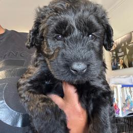 Black Male - Black male Giant Schnauzer puppy in Pearland, Texas from K & S Schnauzers