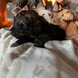Boy 3 - Saint Berdoodle puppy in Idaho from Oodles of Doodles, LLC