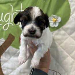 Havanese Puppies from Charlie’s Havanese Angels