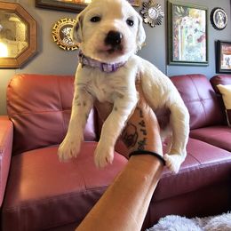 Purple-LUA Longcoat - White and black female Dalmatian puppy in Salem, Missouri from Paradise Spots Dalmatians