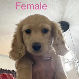 Female 1 - Cream female Dachshund puppy in Winton, North Carolina from Parker’s all American Doxies