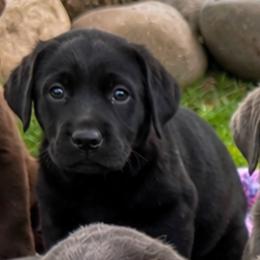 Tootsie - Black female Dilute Retriever puppy in Baldwin City, Kansas from Hedge Lane Labradors
