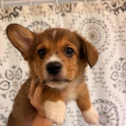 Clover - Red male Pembroke Welsh Corgi puppy in New Port Richey, Florida from Spots and Sploots