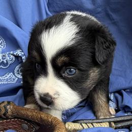 Australian Shepherd Puppies from Cross Arrow K Awesome Aussies
