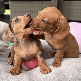 Dachshund Puppies from Alex Cartagena