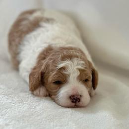 Strawberry - Parti female Poodle puppy in Dayton, Texas from Wolfe Island Poodles
