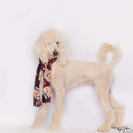 Elsa - Poodle
