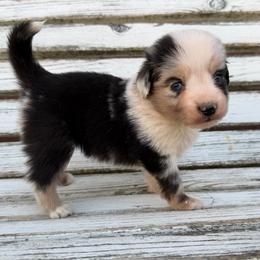 Espresso - Blue merle female Miniature Australian Shepherd puppy in Licking, Missouri from Burnett Aussies