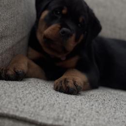 Rottweiler Puppies from Von Ratermann Rottweilers
