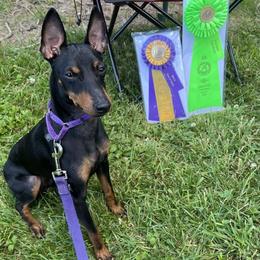 Manchester Terrier All Grown Up from Burmack Manchester Terriers