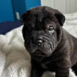 Jack - Black Chinese Shar-Pei puppy in Florida from Shar Pei Love
