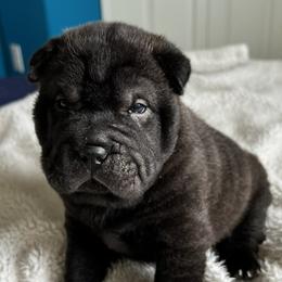 Jack - Black Chinese Shar-Pei puppy in Florida from Shar Pei Love