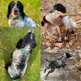 Baylee - English Cocker Spaniel