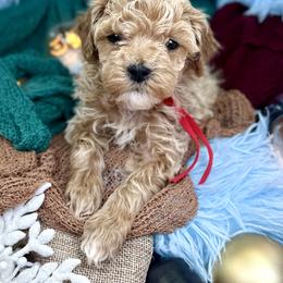 Red collar boy - Apricot male Poodle puppy in Crete, Illinois from Plum Valley Pups