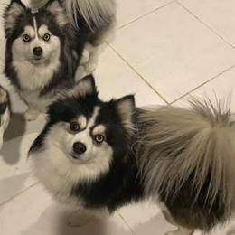 Pomskies from OhioPomsky