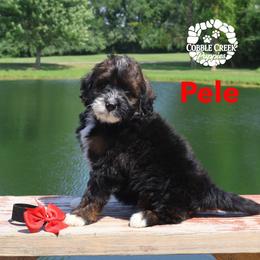 Pele - Phantom male Bernedoodle puppy in Heyworth, Illinois from Cobble Creek Puppies