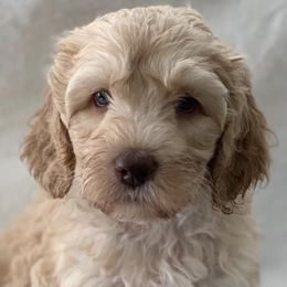 Australian Labradoodles from Gold Medal Australian Labradoodles