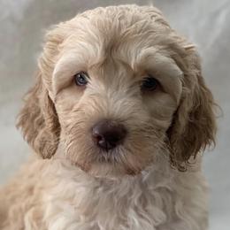 Australian Labradoodles from Gold Medal Australian Labradoodles