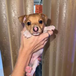 Pup 1 - White and tan male Toy Fox Terrier puppy in Clermont, Florida from Debbie Hiles's Toy Fox Terriers