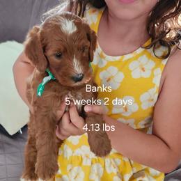 Dark green male - Red male Bernedoodle puppy in Fairmount, Indiana from Capens' Doodles,Poodles and Poo's