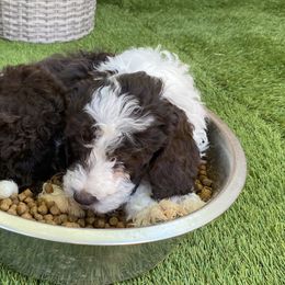 Sheepadoodle Puppies from Sunflower Family Farms